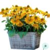 Hạt Giống Hoa Cúc Xòe Lùn Bông Bự Amarillo