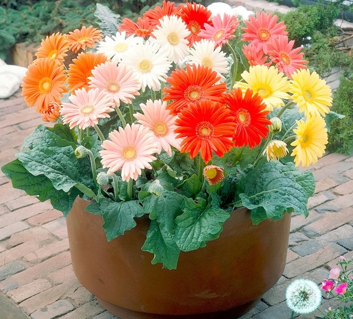 Hạt Giống Hoa Đồng Tiền - Mix (Gerbera) Hạt Giống Hoa Đồng Tiền - Mix (Gerbera)