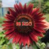 Hạt Giống Hoa Hướng Dương Đỏ - Velvet (Helianthus annuus)