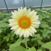 Hạt Giống Hoa Hướng Dương Trắng F1 White
