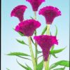 Hạt Giống Hoa Mào Gà Quạt Cắt Cành Purple