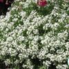 Hạt Giống Hoa Ngàn Sao Siêu Lùn WONDERLAND White