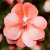 Hạt Giống Hoa Ngọc Thảo FLORIFIC Sweet Orange