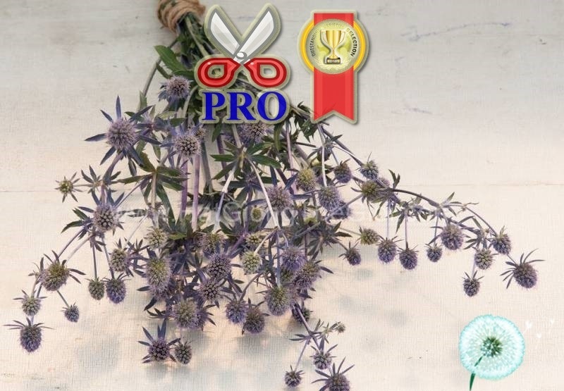 Hạt Giống Hoa Nhím Biển - Blue Glitter (Eryngium planum) Hạt Giống Hoa Nhím Biển - Blue Glitter (Eryngium planum)
