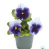 Hạt Giống Hoa Pansy 7CM INSPIRE PLUS Beaconsfield