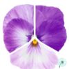 Hạt Giống Hoa Pansy 7CM INSPIRE PLUS Marina Lavender NEW