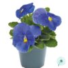 Hạt Giống Hoa Pansy 7CM INSPIRE PLUS True Blue