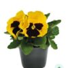 Hạt Giống Hoa Pansy 8CM INSPIRE DELUXXE Yellow Blotch