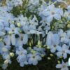 Hạt Giống Hoa Phi Yến Trồng Chậu Light Blue