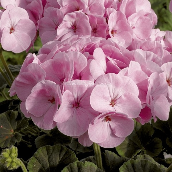 Hạt Giống Hoa Phong Lữ BULLSEYE LightPink Hạt Giống Hoa Phong Lữ BULLSEYE LightPink