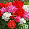 Hạt Giống Hoa Phong Lữ - Mix Màu (Pelargonium Zonale F2 Mix)