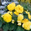 Hạt Giống Hoa Thu Hải Đường Kép Cánh Nhún Yellow