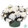 Hạt Giống Hoa Thu Hải Đường Kép Rủ NONSTOP JOY White