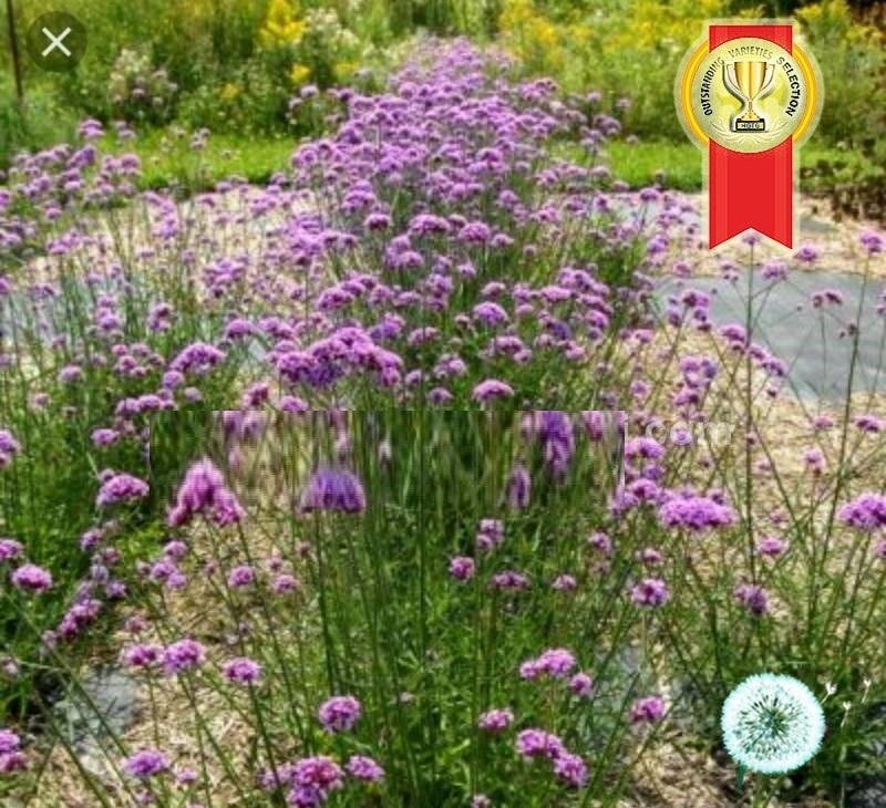 Hạt Giống Hoa Vân Anh - Cỏ Roi Ngựa PurpleTop Hạt Giống Hoa Vân Anh - Cỏ Roi Ngựa PurpleTop