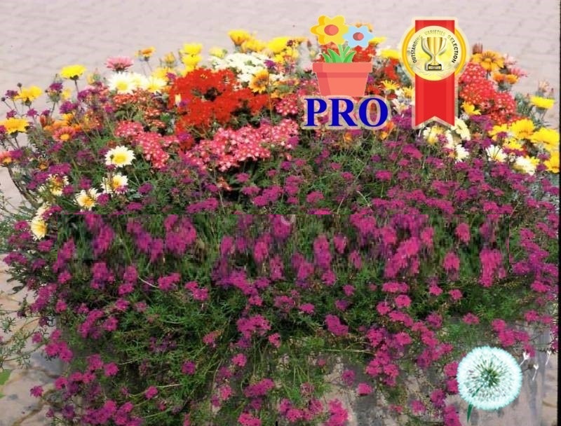 Hạt Giống Hoa Vân Anh Imagination Trồng Chậu Tím F1Pro Hạt Giống Hoa Vân Anh Imagination Trồng Chậu Tím F1Pro