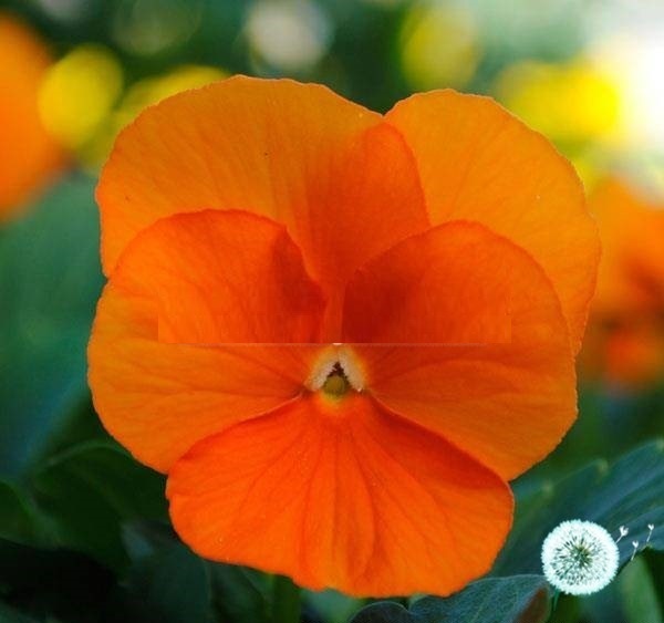 Hạt Giống Hoa Viola Orange Hạt Giống Hoa Viola Orange