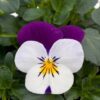 Hạt Giống Hoa Viola White JumpUp