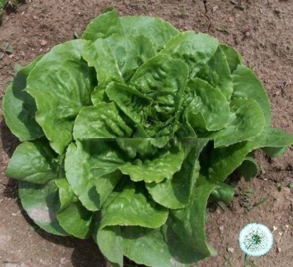 Hạt Giống Rau Xà Lách Romaine Mỡ Buttercrunch (Lactuca sativa) Hạt Giống Rau Xà Lách Romaine Mỡ Buttercrunch (Lactuca sativa)