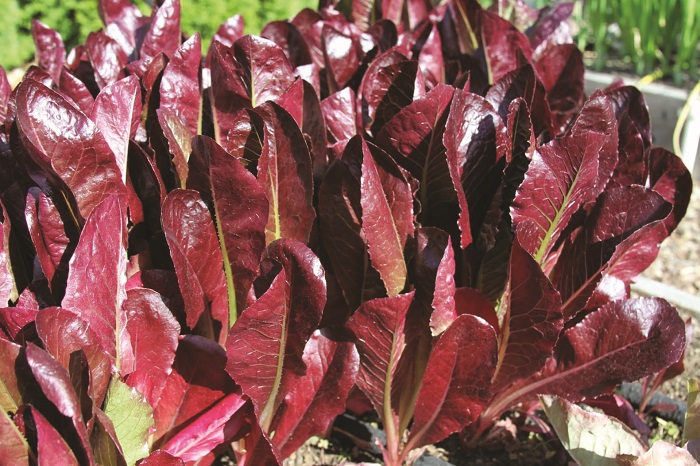 Hạt Giống Xà Lách Romaine - Chịu Nhiệt Red (Lactuca sativa) Hạt Giống Xà Lách Romaine - Chịu Nhiệt Red (Lactuca sativa)
