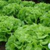 Hạt Giống Xà Lách Chịu Nhiệt - Oakleaf (Lactuca sativa)