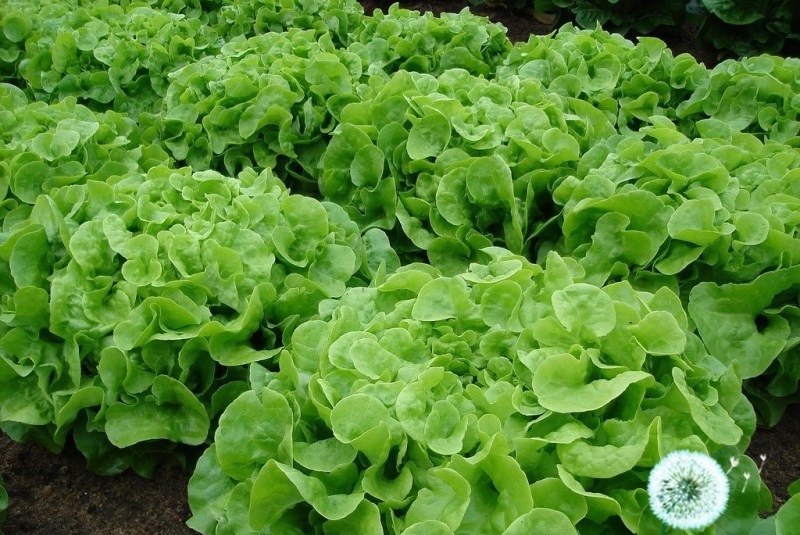 Hạt Giống Xà Lách Chịu Nhiệt - Oakleaf (Lactuca sativa) Hạt Giống Xà Lách Chịu Nhiệt - Oakleaf (Lactuca sativa)