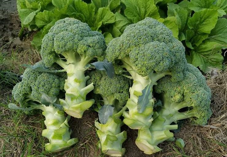 Hạt Giống Súp Lơ - Siêu Chịu Nhiệt (Brassica oleracea var. botrytis) Hạt Giống Súp Lơ - Siêu Chịu Nhiệt (Brassica oleracea var. botrytis)