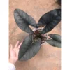 Chậu Cây kiểng lá alocasia reginae