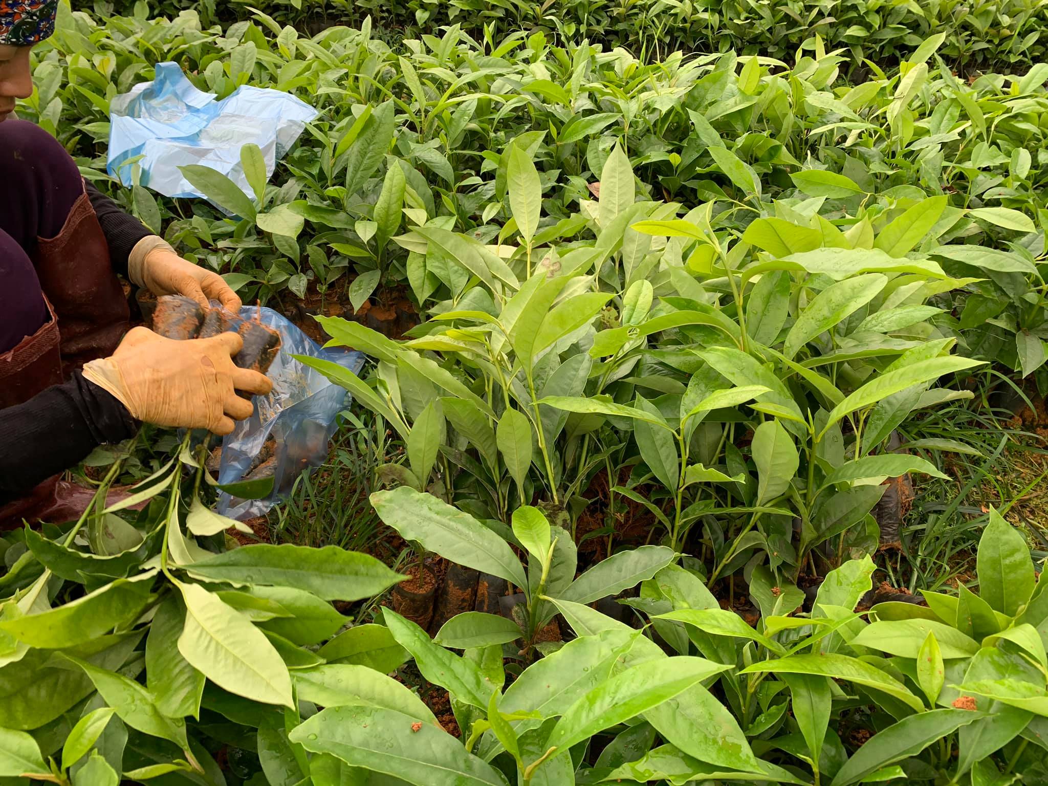 Cây giống cây mỡ Cây giống cây mỡ