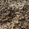 Hạt Giống cây SA MỘC (Sa Mu – Cunninghamia lanceolata) -1kg