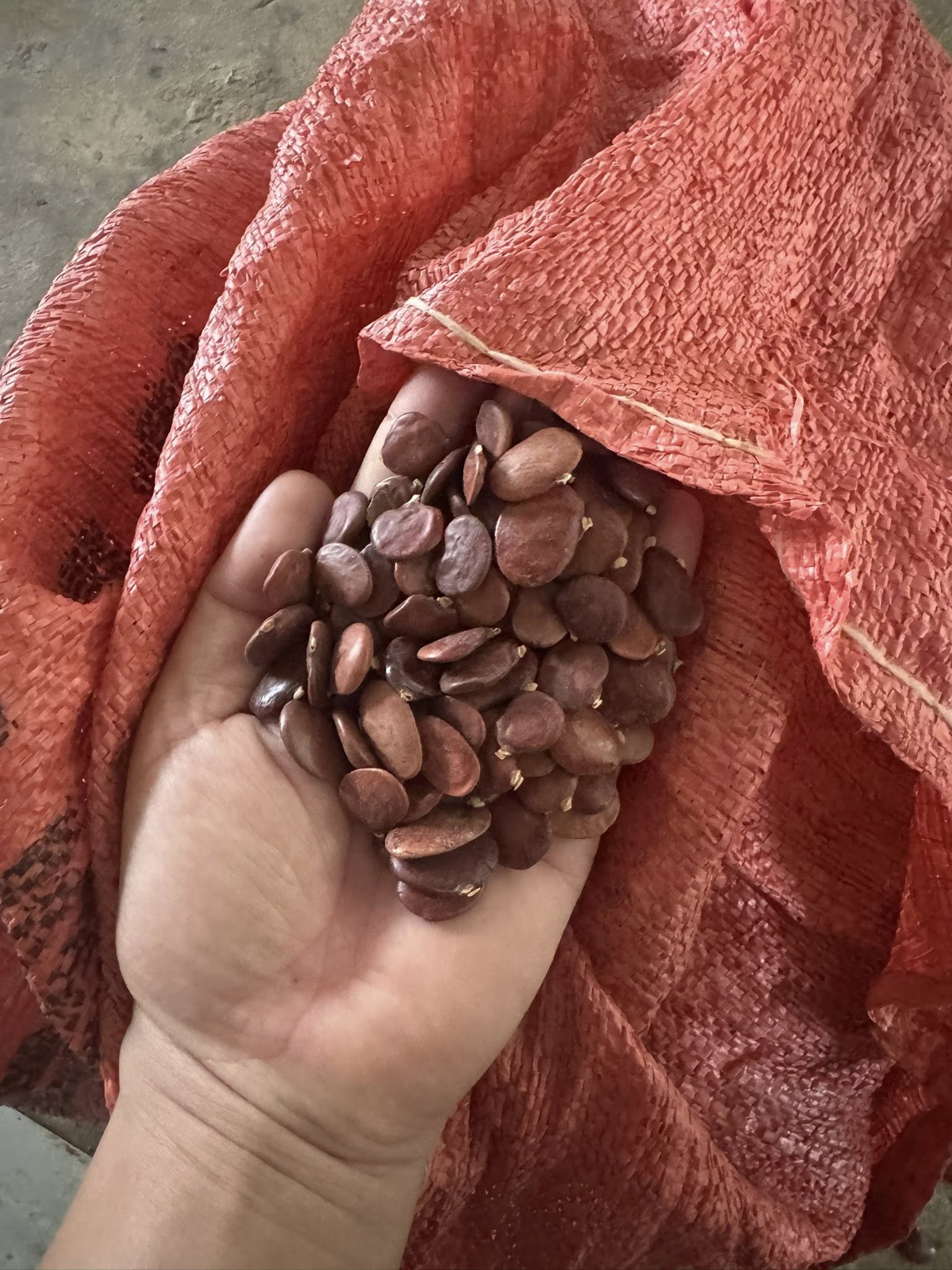 Hạt Giống cây Sưa trắng ( thàn mát )-1kg Hạt Giống cây Sưa trắng ( thàn mát )-1kg