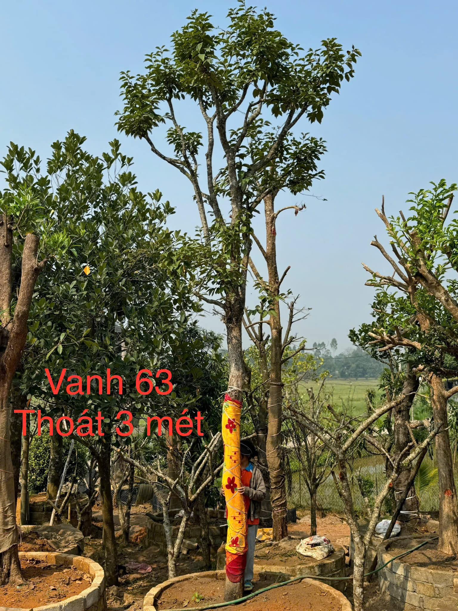 Cây Hồng Ngâm, Hồng Giòn không hạt đường kính 8cm, 10cm, 12cm, 15cm, 18cm, 20cm cao 4m-6m Cây Hồng Ngâm, Hồng Giòn không hạt đường kính 8cm, 10cm, 12cm, 15cm, 18cm, 20cm cao 4m-6m