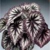 Chậu hải đường Begonia Fireworks - hải đường Fireworks
