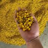 Hạt Giống cây hoa Hồng Tước (hoa lửa illawarra, chuông đỏ Úc) - 1kg
