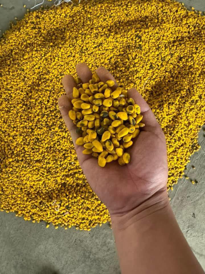 Hạt Giống cây hoa Hồng Tước (hoa lửa illawarra, chuông đỏ Úc) - 1kg Hạt Giống cây hoa Hồng Tước (hoa lửa illawarra, chuông đỏ Úc) - 1kg