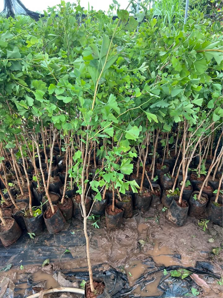 CÂY NGÂN HẠNH CAO 1.5M CÂY NGÂN HẠNH CAO 1.5M