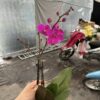 HOA PHONG LAN HỒ ĐIỆP " Mãn Thiên Hồng " nhập khẩu - hàng loại 1