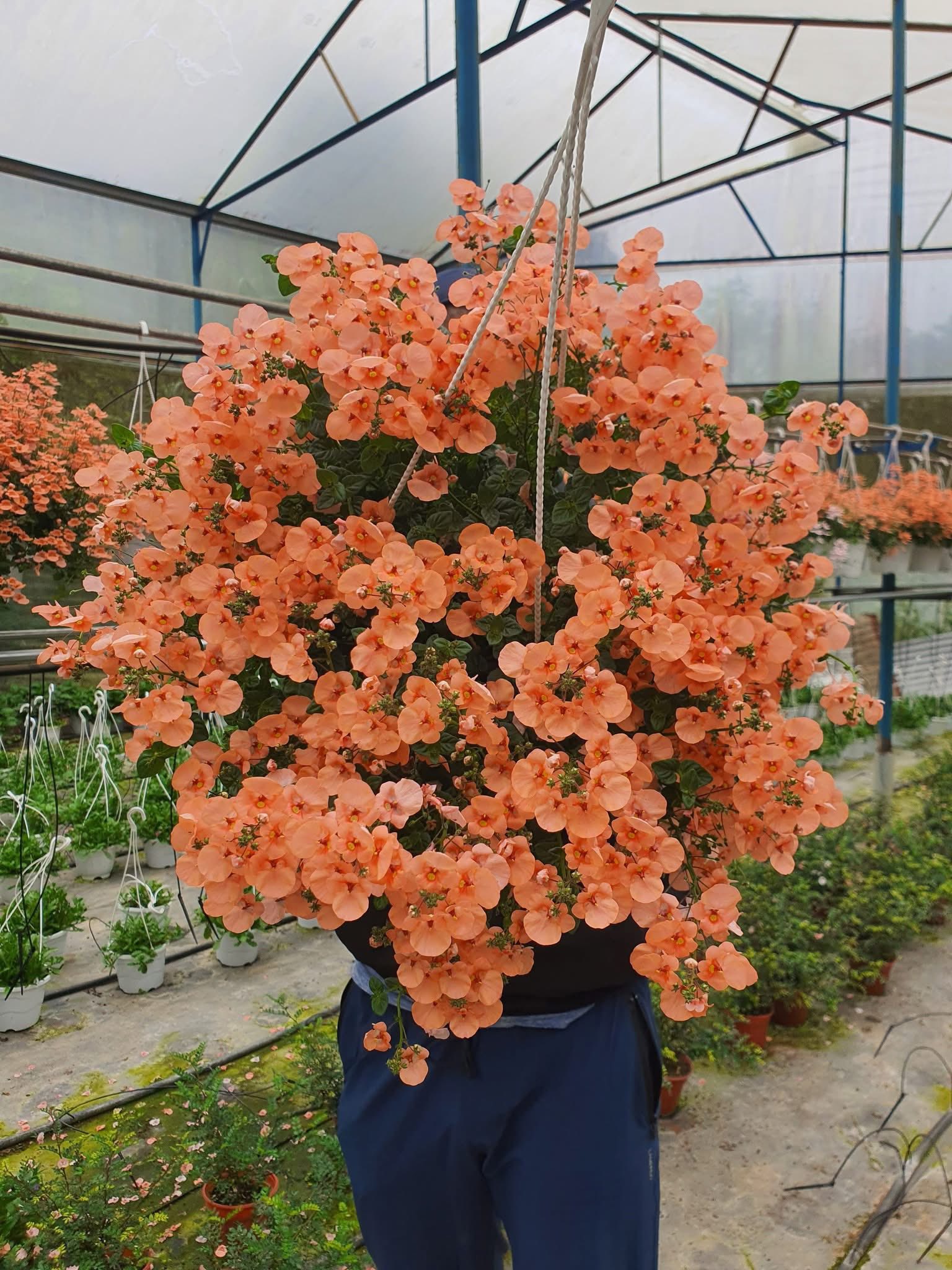 Chậu Cây Hoa Mây Nhiều Màu Chậu Cây Hoa Mây Nhiều Màu
