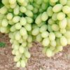 CÂY GIỐNG NHO sữa ngựa - nho hoa sữa - nhập khẩu