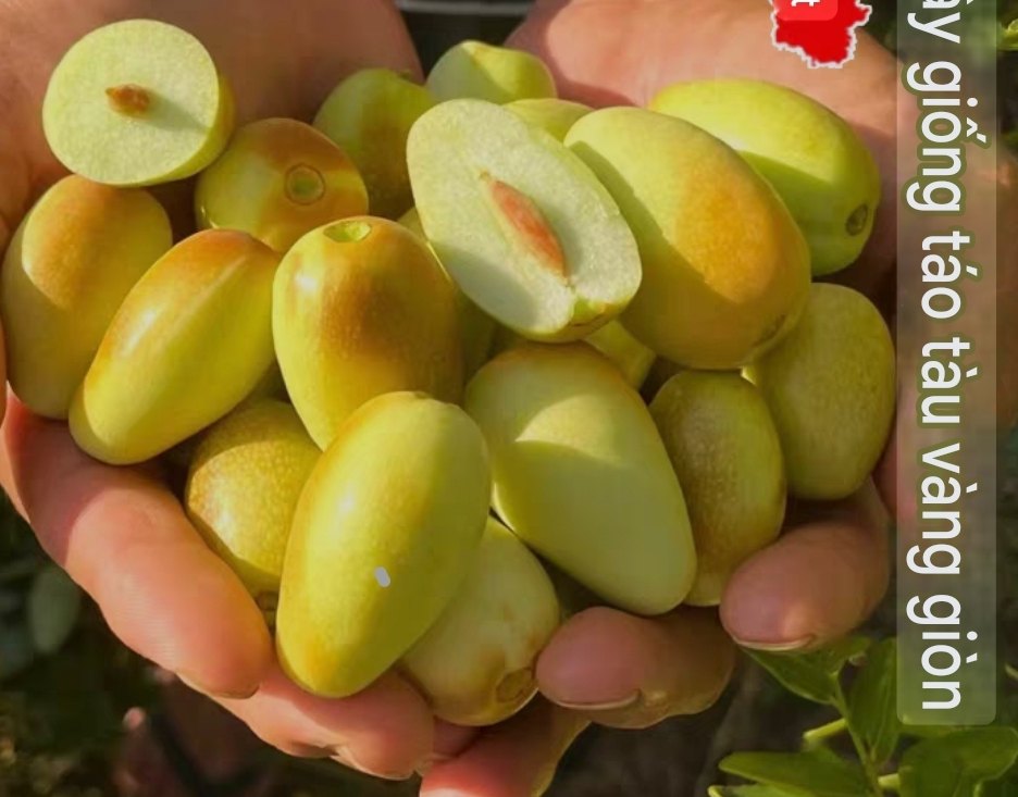 CÂY GIỐNG Hồng táo (jujube) - Golden Silk Jujube - tơ vàng nhập khẩu CÂY GIỐNG Hồng táo (jujube) - Golden Silk Jujube - tơ vàng nhập khẩu