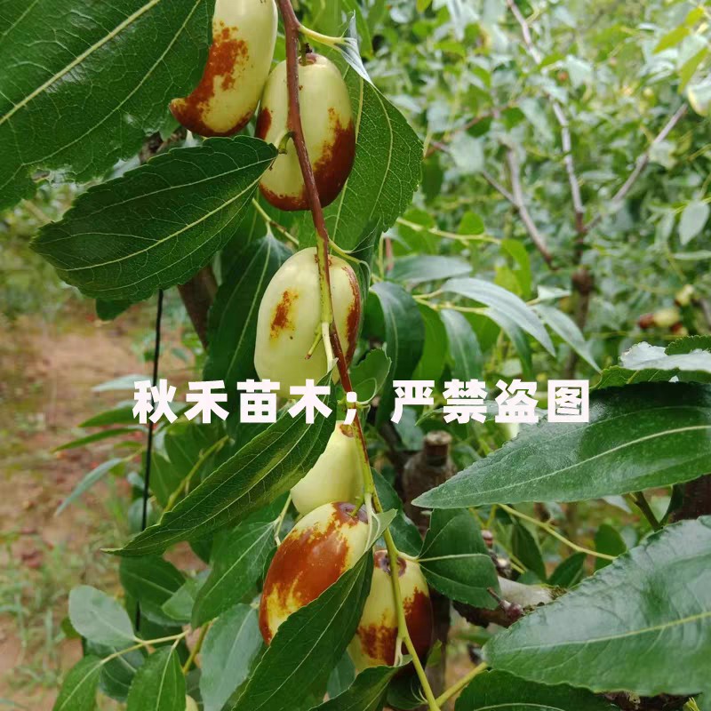 CÂY GIỐNG táo tàu Guifei jujube - hồng táo tàu quý phi nhập khẩu CÂY GIỐNG táo tàu Guifei jujube - hồng táo tàu quý phi nhập khẩu