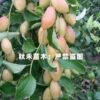 CÂY GIỐNG táo tàu Horse tooth jujube - hồng táo tàu răng ngựa nhập khẩu
