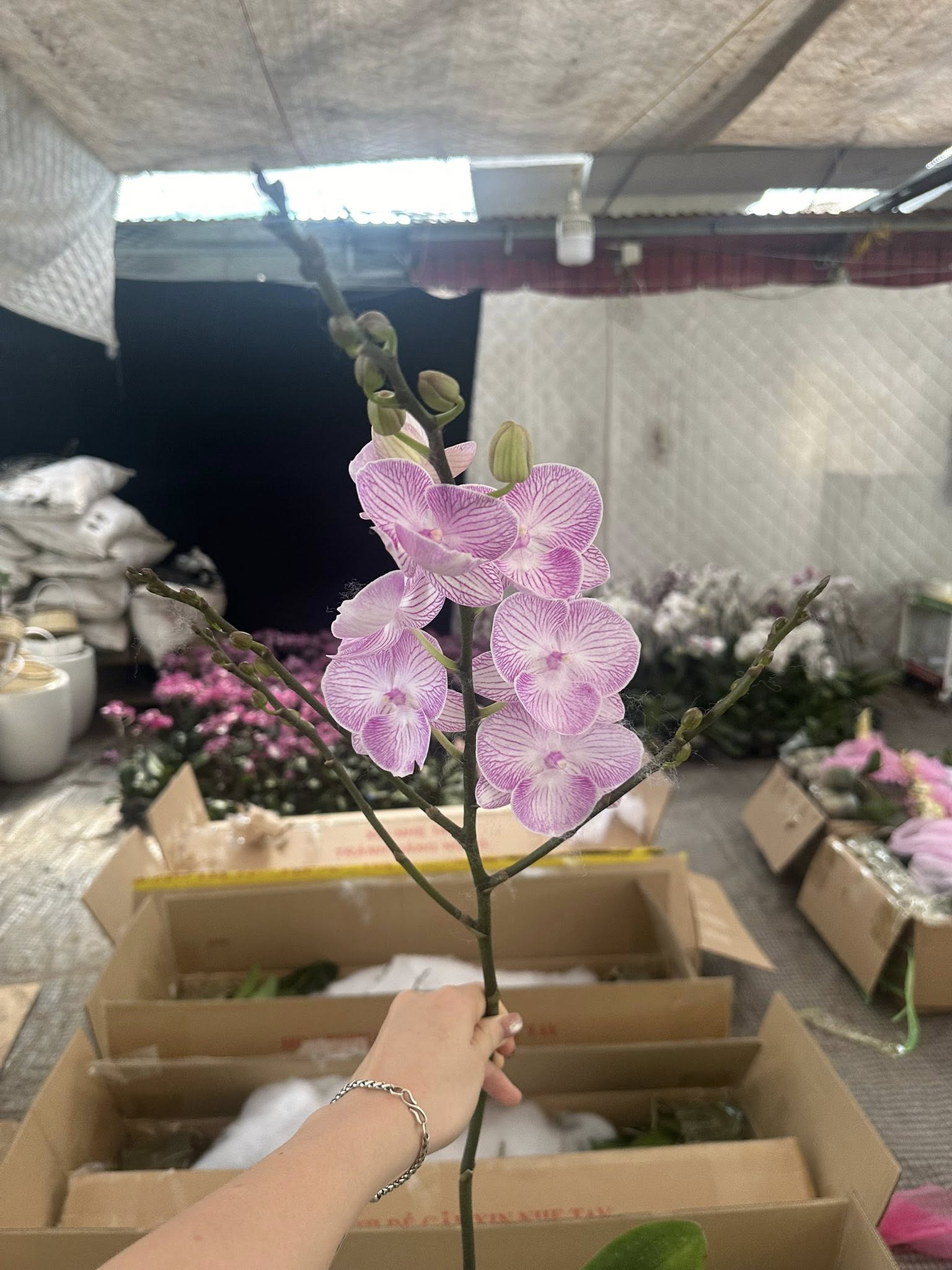 HOA PHONG LAN hồ điệp " Mối tình đầu" nhập khẩu - hàng loại 1 HOA PHONG LAN hồ điệp " Mối tình đầu" nhập khẩu - hàng loại 1