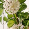 Chậu hoa lan cẩm cù Hoya " Hoya Australis Lisa "