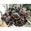 Chậu cây Begonia strawberry tricolor - hải đường dâu Tây