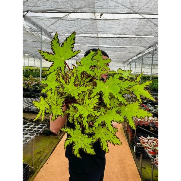 Chậu cây hải đường Begonia Phoe's Cleo - hải đường Phoe's Cleo Chậu cây hải đường Begonia Phoe's Cleo - hải đường Phoe's Cleo