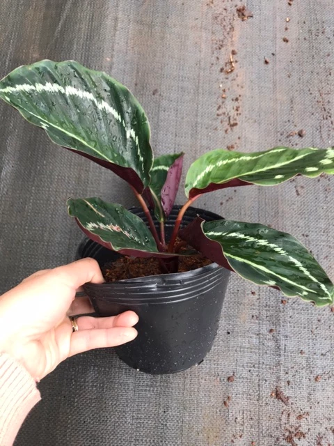Chậu cây kiểng lá Đuôi công Calathea Roseopicta - Đuôi công viền trắng Chậu cây kiểng lá Đuôi công Calathea Roseopicta - Đuôi công viền trắng