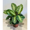 Chậu cây kiểng lá Đuôi công Calathea Misto