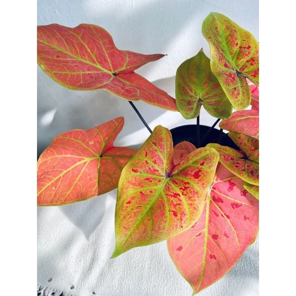 Chậu Cây kiểng lá Caladium New Wave Chậu Cây kiểng lá Caladium New Wave