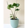 Chậu cây kiểng lá Môn cá đuối - Alocasia Stingray