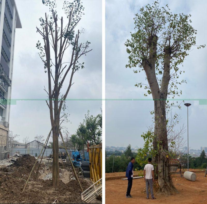 Cây ĐỀ ĐỎ, CÂY BỒ ĐỀ, CÂY ĐỀ ĐỎ ẤN ĐỘ đẹp trồng công trình đường kính 6m, 8cm, 10cm-15cm -20cm - 25cm cao 3m-4m-5m-6m-7m -8m Cây ĐỀ ĐỎ, CÂY BỒ ĐỀ, CÂY ĐỀ ĐỎ ẤN ĐỘ đẹp trồng công trình đường kính 6m, 8cm, 10cm-15cm -20cm - 25cm cao 3m-4m-5m-6m-7m -8m